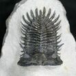 Short Trident Walliserops Hammi Trilobite #5966-6